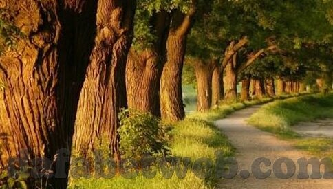 足球比分一-足球比分一，赛场风云的数字密码